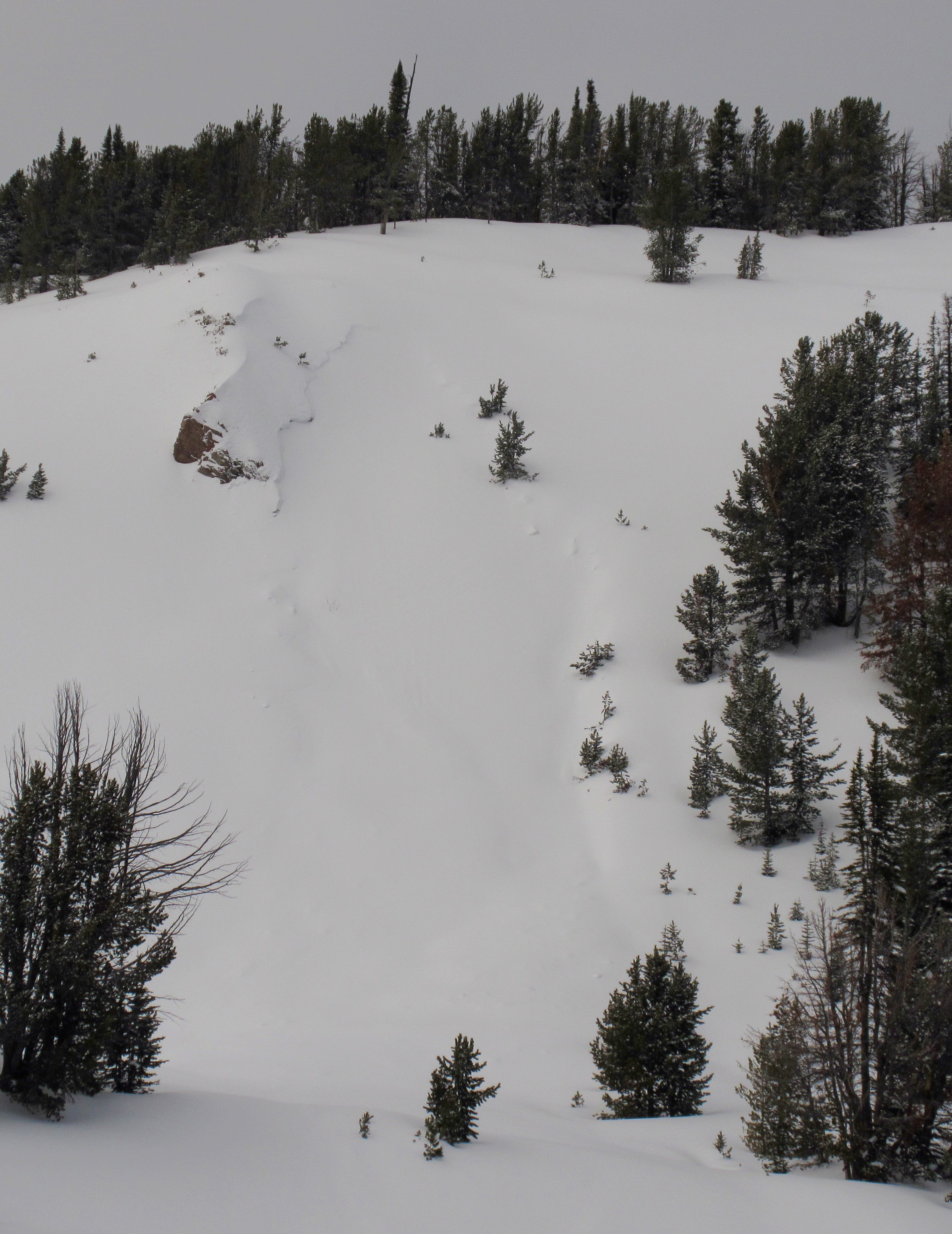 Natural Avalanche Buck Ridge - 30 Jan 2016