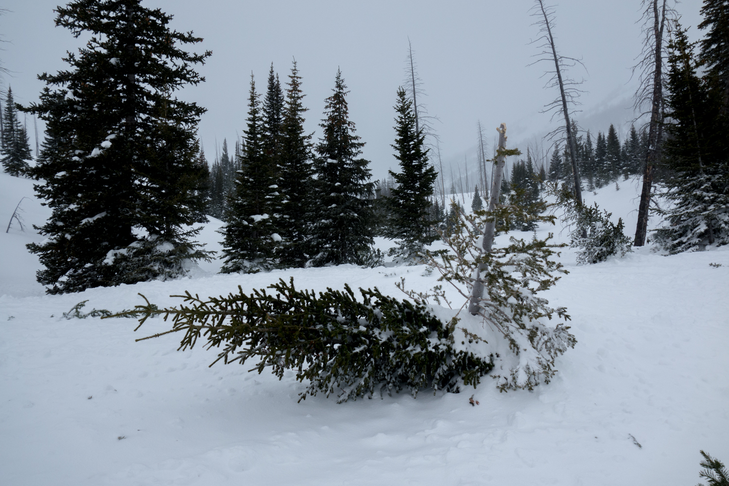 Trees damaged by large natural avalanche in Sheep Creek near Cooke