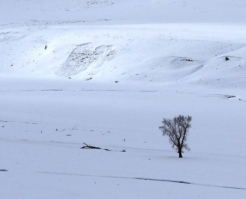 Small Avalanche in Lamar Valley